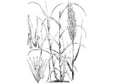 Reed (Arundo donax), Heb. AGMON (Job.40.2, Is.9.14, 19.15, 58.5) used to make walking sticks, measuring rods etc (2K.18.20, Ezk.29.6, 40.3, Rev.11.1, 21.15)